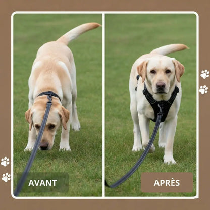 Harnais Anti-Traction